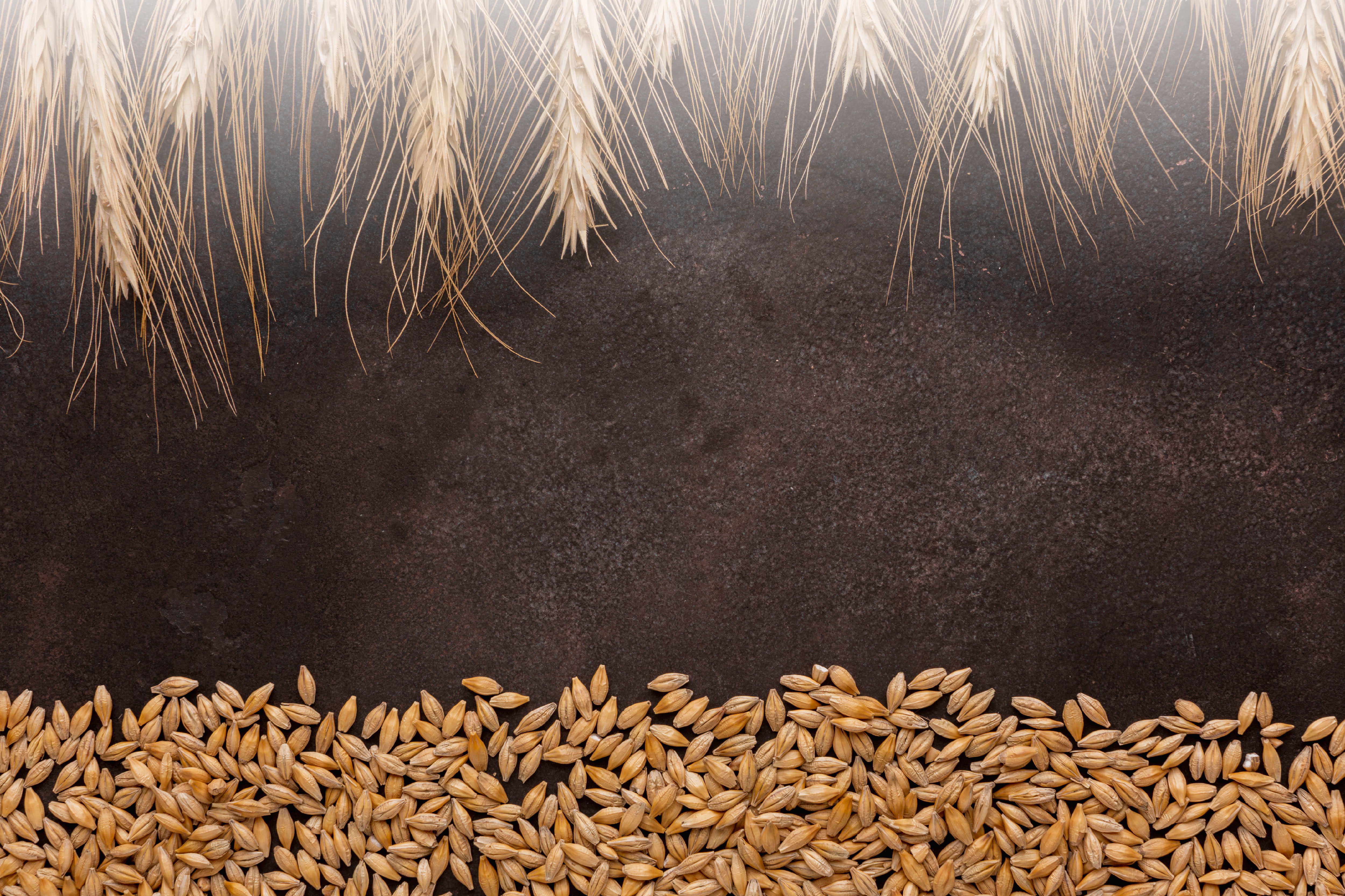 lorem ipsum dolor sit